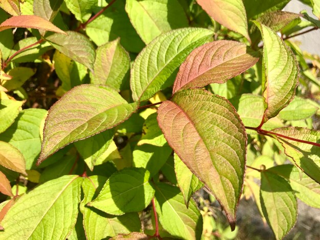 Photo close-up of leaves