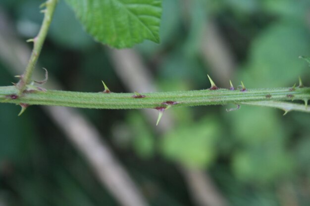 Close-up of leaves