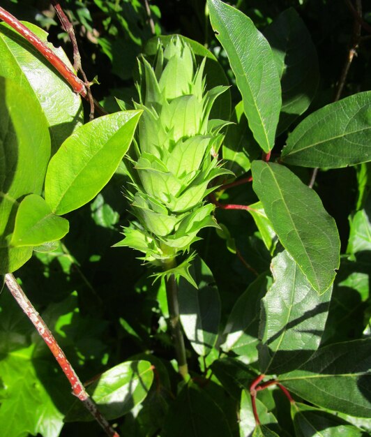 Close-up of leaves