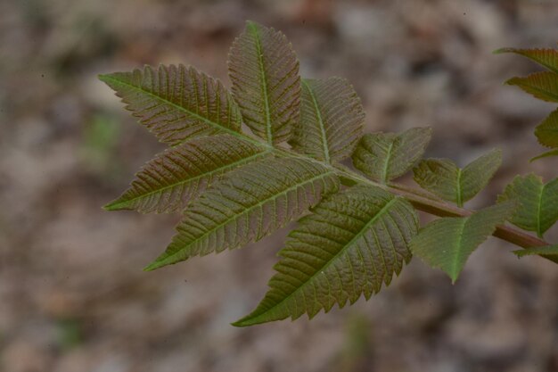 Photo close-up of leaves