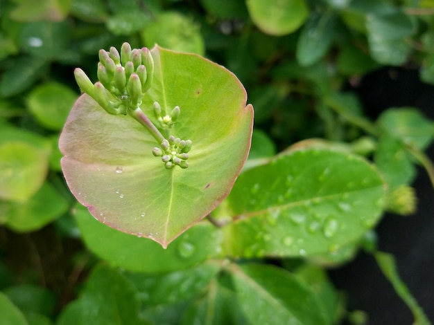 Close-up of leaves