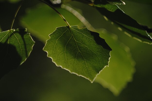 Foto prossimo piano delle foglie