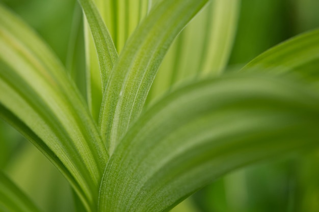 Close-up of leaves