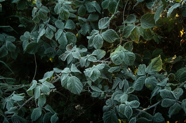 Foto prossimo piano delle foglie