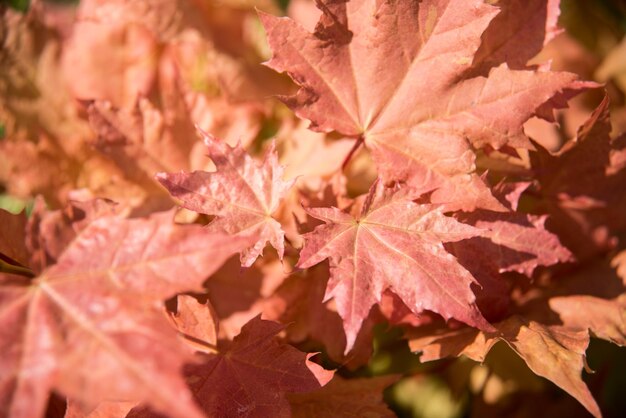 Close-up of leaves