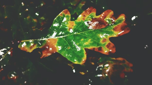 Photo close-up of leaves