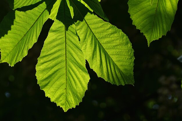 Close-up of leaves