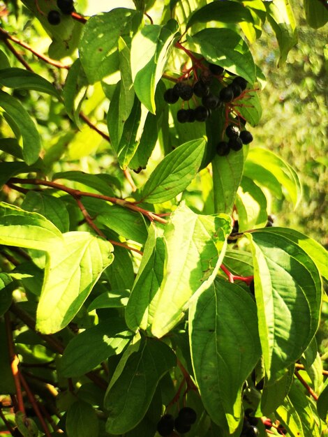 Photo close-up of leaves