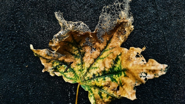 Foto prossimo piano delle foglie