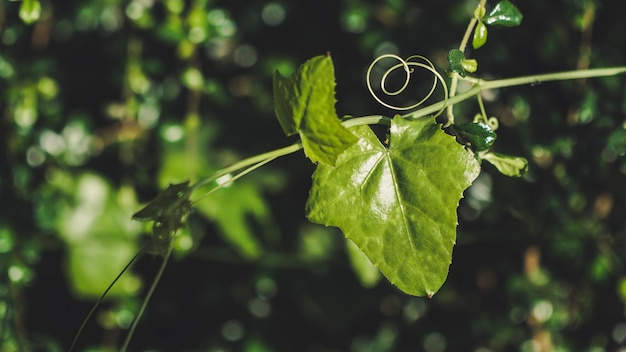 Photo close-up of leaves