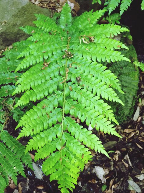 Photo close-up of leaves