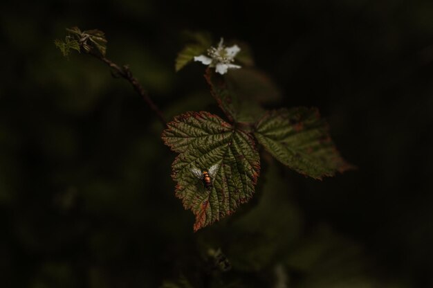 Photo close-up of leaves