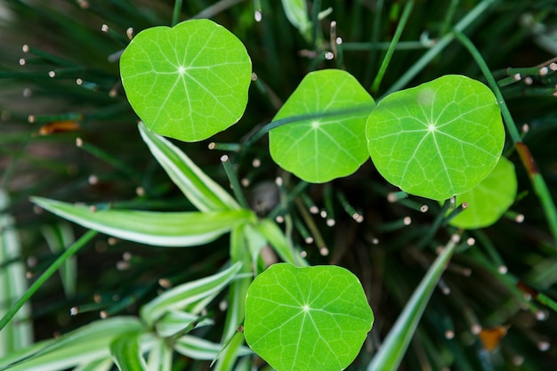 Close up of leaves