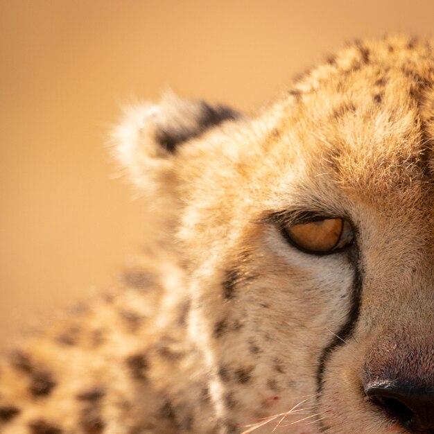 Photo close-up of left half of cheetah face