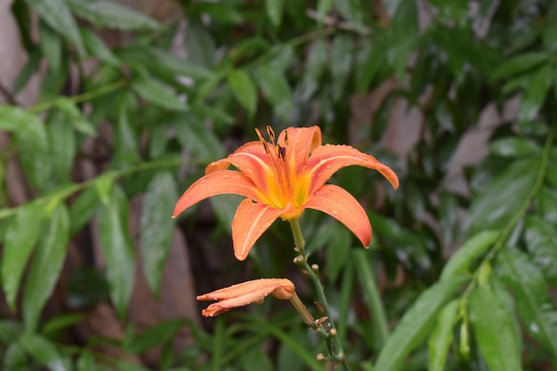 close-up lelie bloem oranje bloem