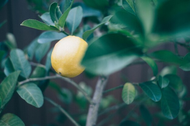 Foto close-up del limone che cresce sull'albero