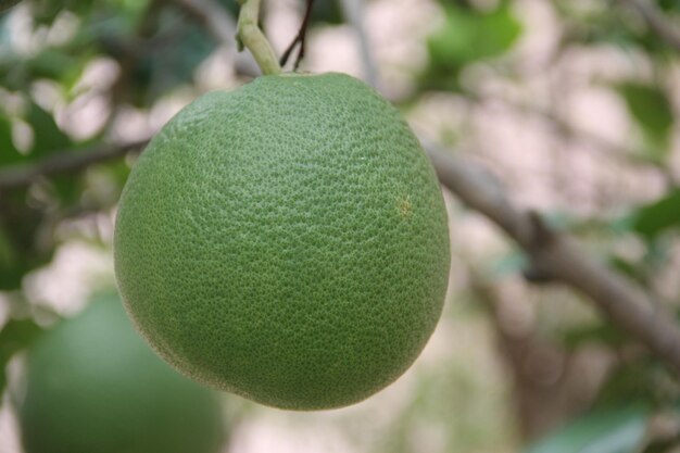 Foto close-up del limone che cresce sull'albero