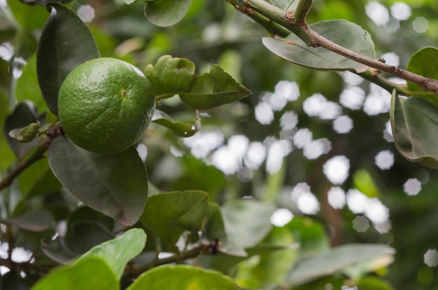 Photo close-up of lemon growing on tree