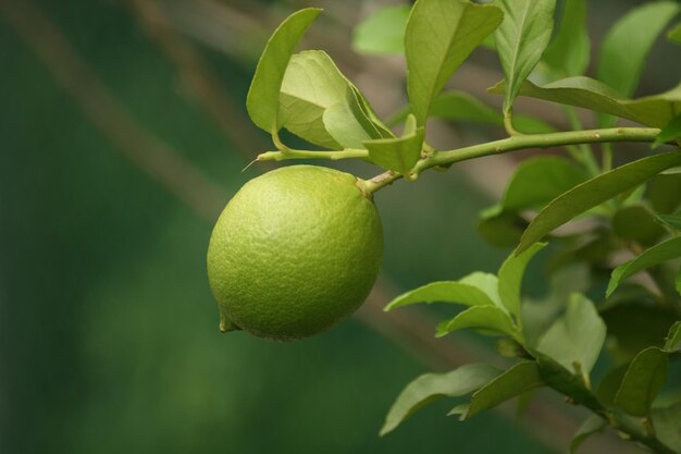 Close-up of lemon on tree