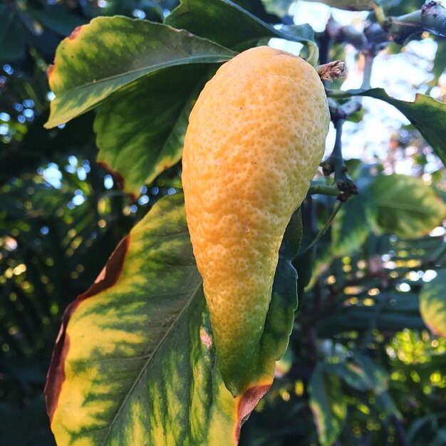 Foto close-up di un limone sull'albero