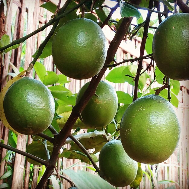 Close-up of lemons growing on tree in back yard