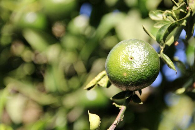 Foto close-up di limoni sull'albero