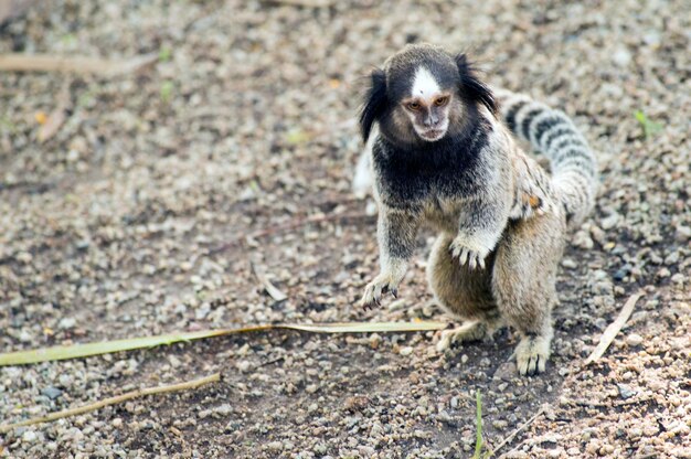 Photo close-up of lemur on field