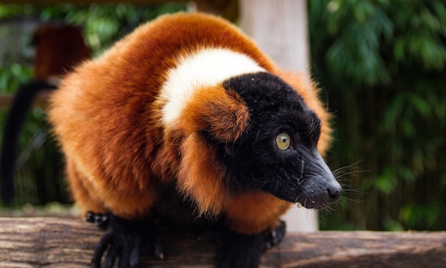 Photo close-up of lemur outdoors