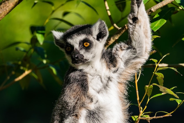 Photo close-up of lemur in the wild