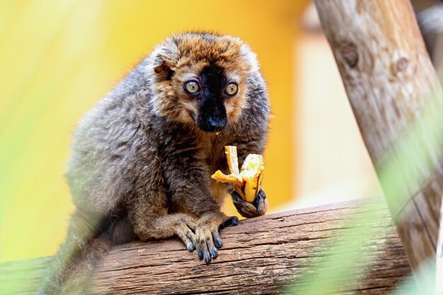 Photo close-up of lemur on wood