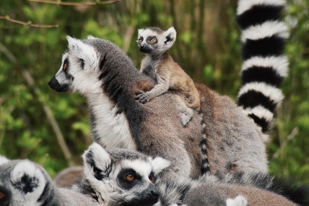 close-up of lemurs in forest