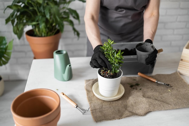 Close-up lente kamerplant zorg verpotten kamerplanten Wakker worden kamerplanten voor de lente Vrouw plant plant in nieuwe pot thuis Tuinman transplantatie groene plant