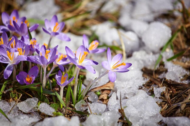 Close-up lentekrokus bloem in de smeltende sneeuw in de zon zonneschijn