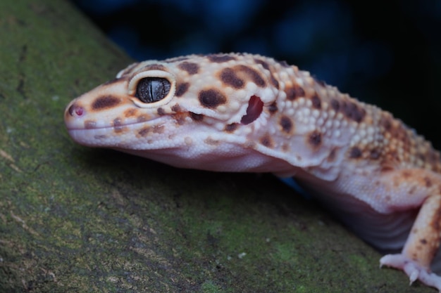 Foto chiuda sul geco leopardo