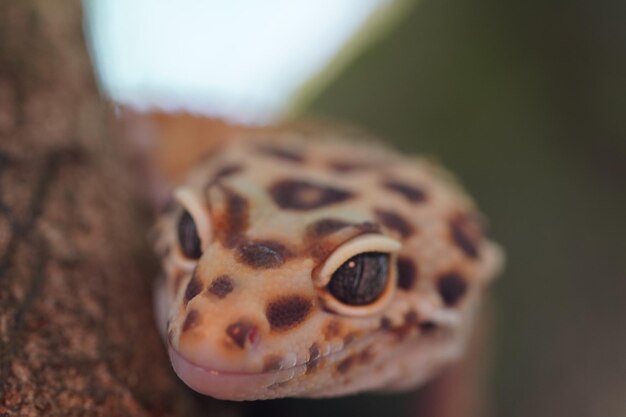 Photo close up leopard gecko