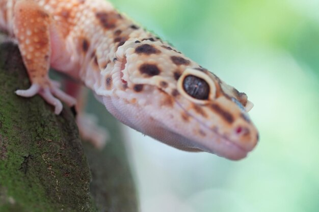Photo close up leopard gecko
