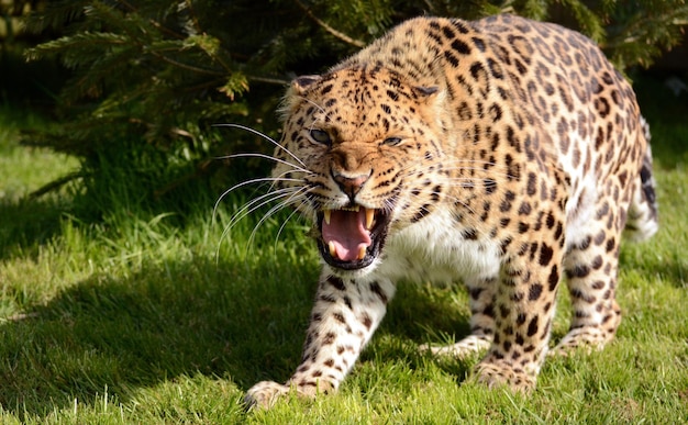 Photo close-up of leopard growling