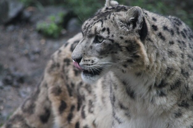 Close-up of a leopard looking away