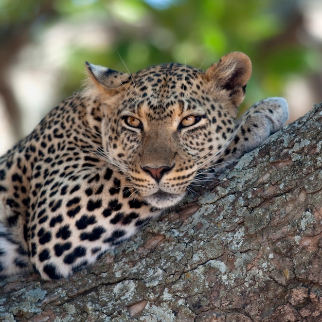 Крупный план леопарда, лежа в ветке дерева