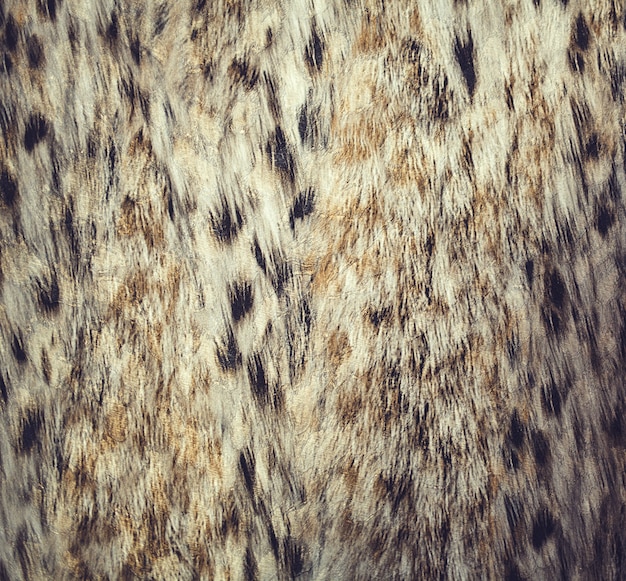 Photo close up leopard spot pattern