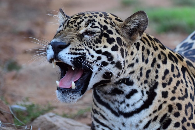 Foto close-up di un leopardo che sbadiglia