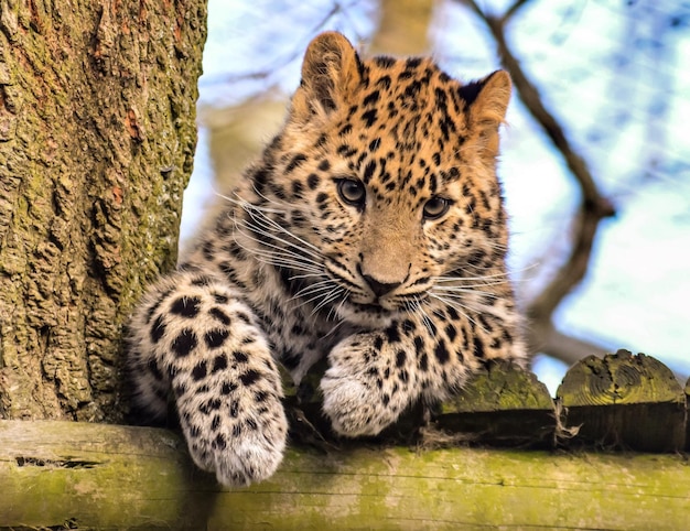 動物園のヒョウのクローズアップ