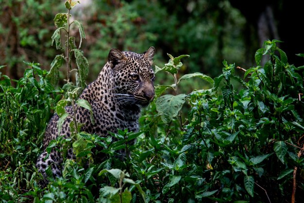 Foto prossimo piano del leopardo