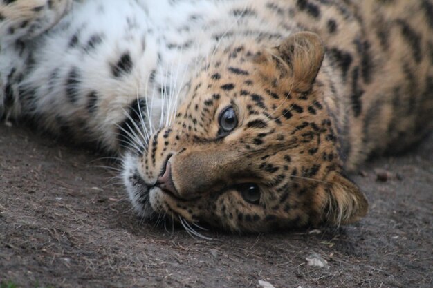 Close-up of a leopard