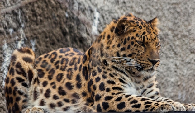 Photo close-up of leopard