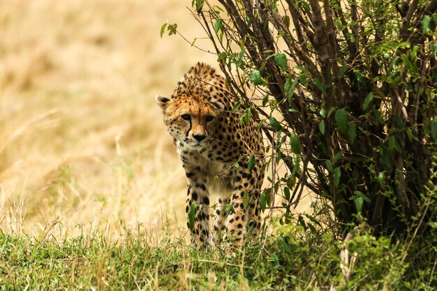 Foto prossimo piano di un leopardo