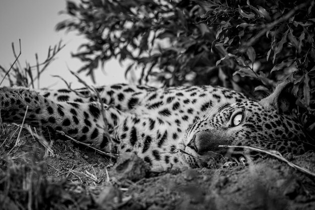 Foto prossimo piano del leopardo