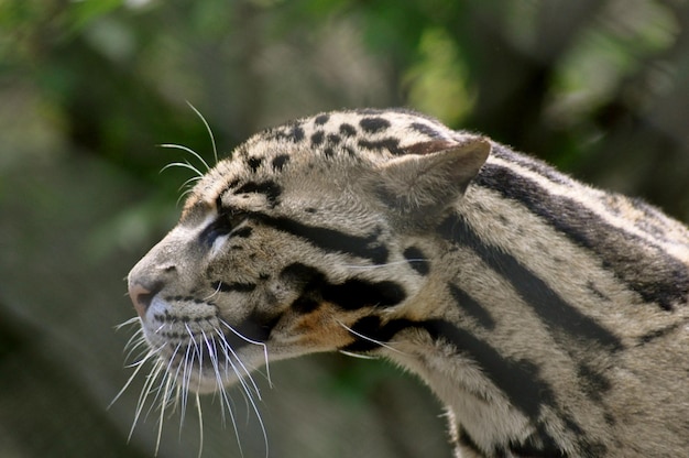 Foto prossimo piano del leopardo