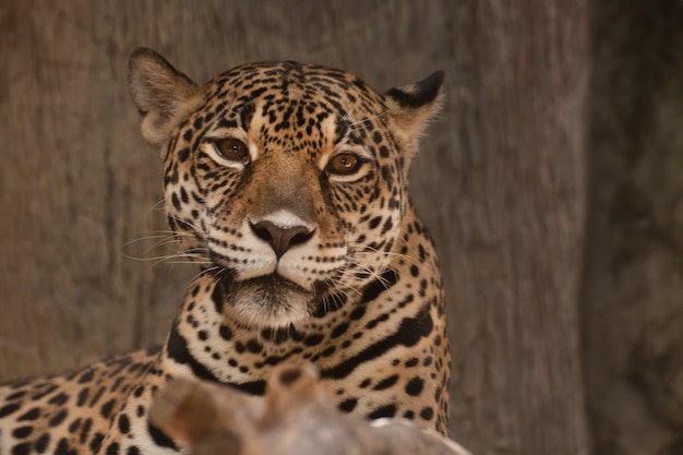 Close up of a leopard