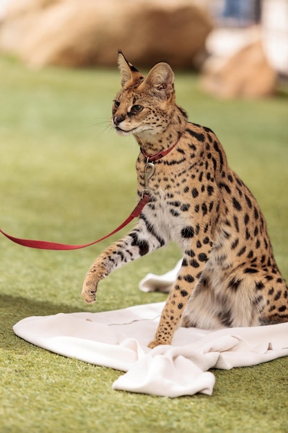 Photo close-up of leptailurus serval on field